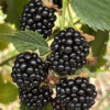 blackberries