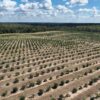 Satsuma Orchard JonesLee Webster County, GA
