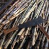 Fresh Sugar Cane Stalks from the farm at Richland Rum